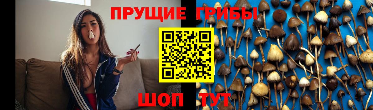 Галлюциногенные грибы Psilocybe Кудымкар